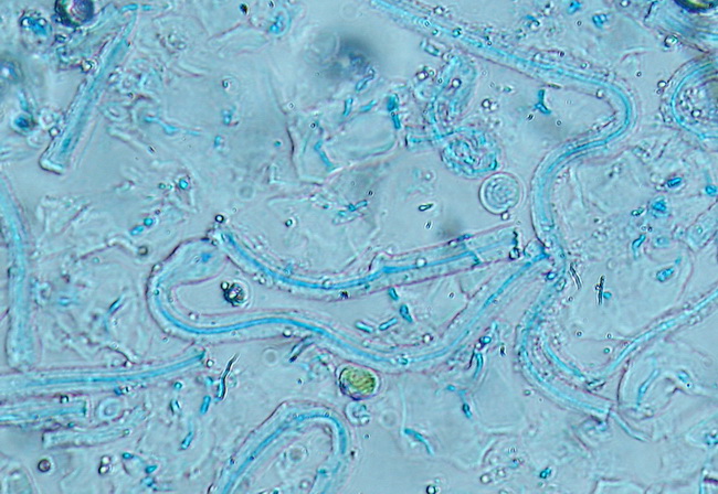 Ramalina sp.? - No,  Evernia prunastri